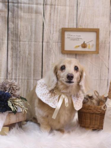 20241013グラちゃん